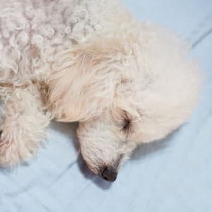 Piano Dog Dreamland: Rainy Hours in Canine Comfort - Relaxation Piano in Mind