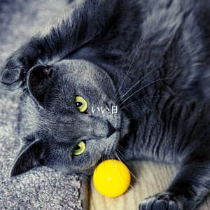 いい日 - Sunday Brunch Music