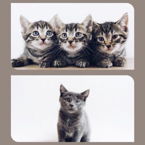 Echoes of Scratching Kittens - Calming Music for Cats