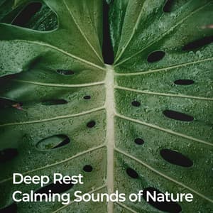 Deep Rest: Calming Sounds of Nature - Nature Sounds for Sleep and Relaxation