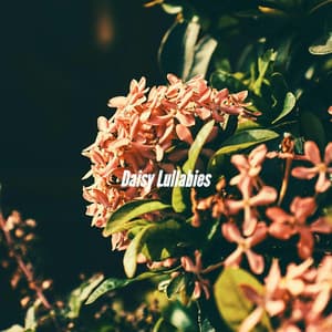 Daisy Lullabies - Morning Calm Playlist