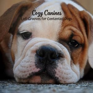 Cozy Canines: Lofi Grooves for Contented Dogs - Chill Hip Hop