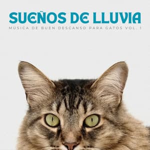 Sueños De Lluvia: Música De Buen Descanso Para Gatos Vol. 1 - Maravilla de lluvia