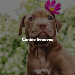 Canine Grooves - Fresh Jazz Cuts