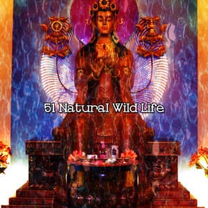 51 Natural Wild Life - Study Concentration