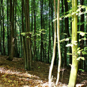 ! ! ! ! Beleza da Floresta Natural - Alan Baratieri