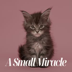 A Small Miracle - Pets Total Relax