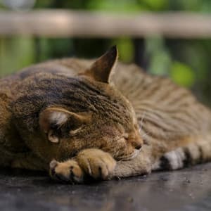 Chillcat Lullabies: Relaxing Nature and Rainstorm - Global Thunderstorm Project