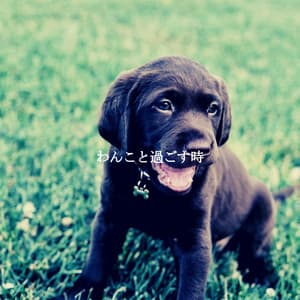 わんこと過ごす時 - Dinner Jazz Orchestra