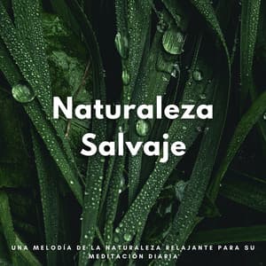 Naturaleza Salvaje: Una Melodía De La Naturaleza Relajante Para Su Meditación Diaria - Sonidos Relajantes de Naturaleza
