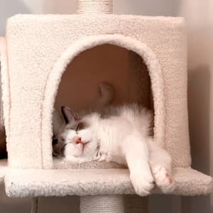 Serene Rainfall Serenades: Piano for Cat Dreams - Silentography