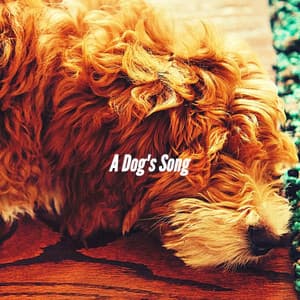 A Dog's Song - Musica para Perros
