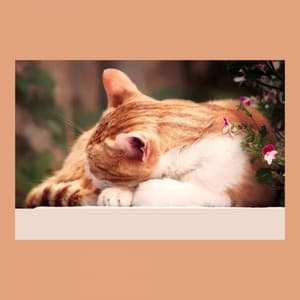 Music for Favorite Kittens - Friendly Soprano Sax Solo - Cat Music Hour