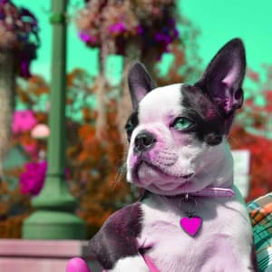 Backdrop for Chilled Doggy Hour - Calm Dog Music