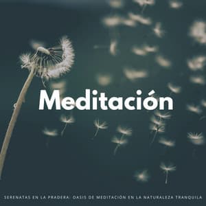 Serenatas En La Pradera: Oasis De Meditación En La Naturaleza Tranquila - Música Ambiente