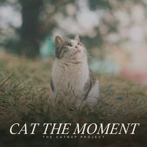 Cat the Moment - Music for Relaxing Cats