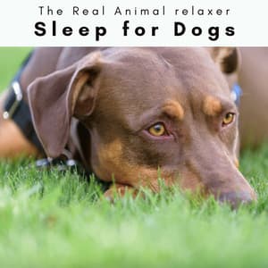 3 2 1 Sleep for Dogs - The Real Animal relaxer