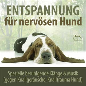 Entspannung für nervösen Hund: Spezielle beruhigende Klänge & Musik - Torsten Abrolat