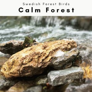 A Calm Forest - Swedish Forest Birds