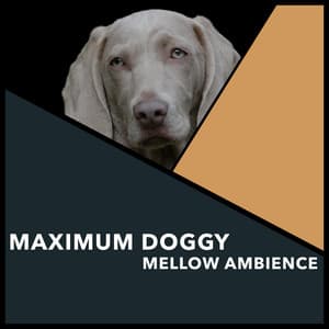 Maximum Doggy Mellow Ambience - Dogs Music Therapy