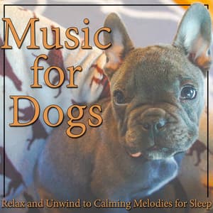 Music for Dogs: Relax and Unwind to Calming Melodies for Sleep - Dog Music Therapy