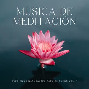 Música De Meditación: Aves En La Naturaleza Para El Sueño Vol. 1 - Ruidos de la Selva