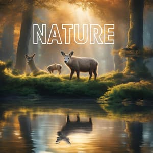 Nature - Chill Background Music for Relaxation