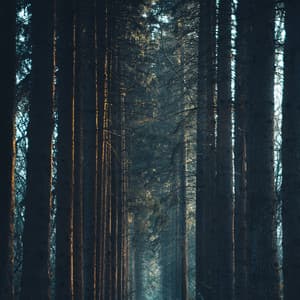 No Fade Baby Sound - Sleepy Sounds