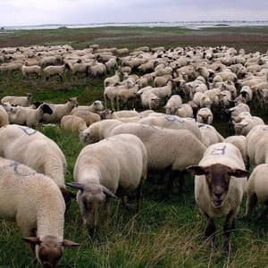 Grey Sheep - $uicideboy$