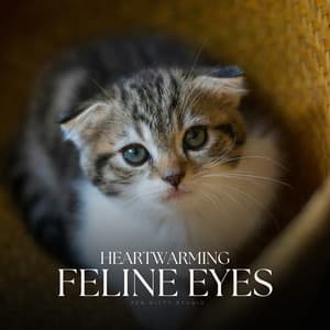 Heartwarming Feline Eyes - The Real Animal relaxer