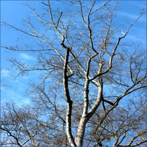 Brown Wave Ambiance for Deeper Relaxation and Focus - Spa & Spa