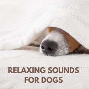 Relaxing Sounds for Dogs - RW Anti-angstmuziek