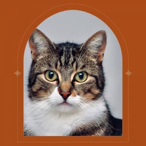 Music for Lonely Cat - Trumpet and Alto Sax - Calming Music for Cats