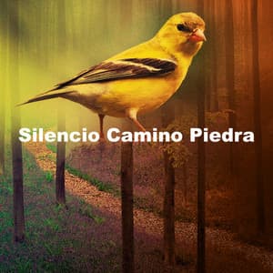 Silencio Camino Piedra - Sonidos De Aves