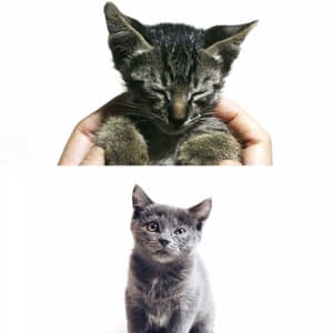 Mysterious Trio Jazz - Bgm for The Happiest Cats - Cat Relax