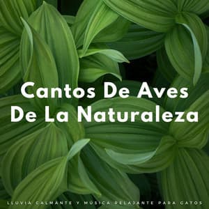 Cantos De Aves De La Naturaleza: Lluvia Calmante Y Música Relajante Para Gatos - Sonidos de lluvia ASMR