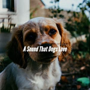 A Sound That Dogs Love - Music for Leaving Dogs Home Alone