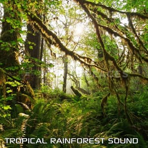 Tropical Rainforest Sound - Rain Sound Surround