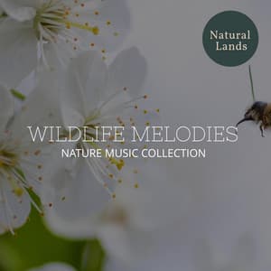 Wildlife Melodies - Nature Music Collection - Sleepy Times