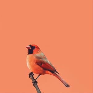 Viaje De Aves Binaurales: A Través De La Lluvia Y El Sol - 92 96 Hz - Binaural late puro