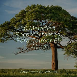 50 Melodías Reconfortantes Para Calmar El Alma - Study Music & Sounds