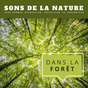 Dans la forêt: Sons de la nature pour dormir, relaxation, travailler, se concentrer - Sons de la nature