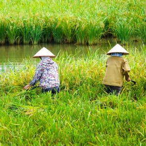 Work Raindrop Rhythms: Piano Melodies for Productive Moments - Rain is my Life