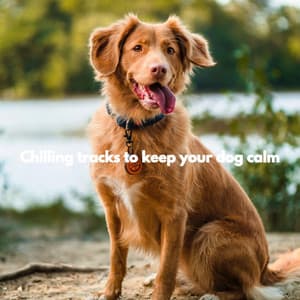 Chilling tracks to keep your dog calm - Musica Latina Clasicos