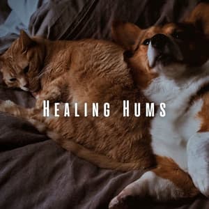 Healing Hums: Binaural Music Therapy for Pets - A Sound Healer