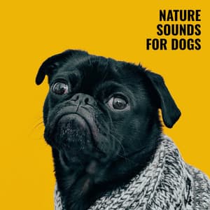 Nature Sounds for Dogs – Forest Noise with Cicadas and Chirping Birds for Relaxation when Home Alone, Instrumental Music, Calm Puppy - Tranquility and Relaxation for Dogs