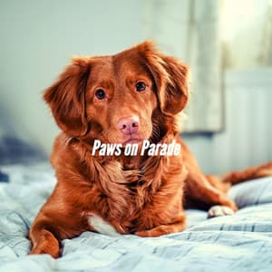 Paws on Parade - Relaxing Dog Music Radio