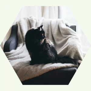 Music for Chilly Cats - Cultivated Jazz Quintet - Cat Relax