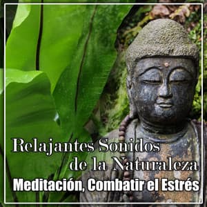 Relajantes Sonidos de la Naturaleza: Relajante Colección para Meditación, Combatir el Estrés, Cura para el Insomnio, Música Calmante, Serenidad - Academia de Música para el Alma
