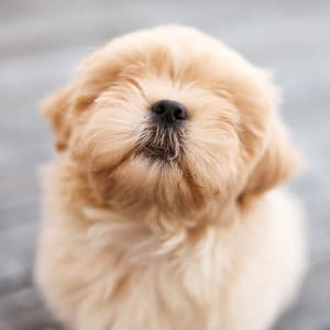 Smooth Jazz Paws: Coffee Shop Vibes for Happy and Relaxed Dogs - Bebop Jazz Radio